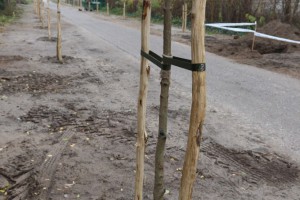 Novi zasad drvoreda u Jezerskoj ulici