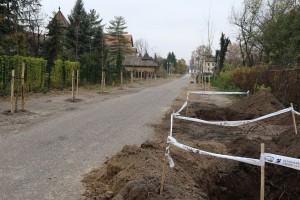 Novi zasad drvoreda u Jezerskoj ulici