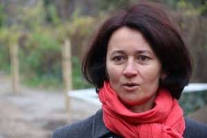 Novi zasad drvoreda u Jezerskoj ulici