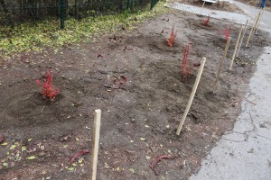 Novi zasad drvoreda u Jezerskoj ulici