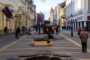 Nastavak vađenja starih lipa sa Korzoa