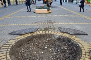 Nastavak vađenja starih lipa sa Korzoa