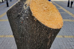 Nastavak vađenja starih lipa sa Korzoa