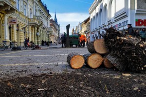 Nastavak vađenja starih lipa sa Korzoa