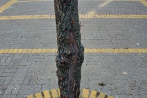 Nastavak vađenja starih lipa sa Korzoa