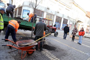 Sadnja novih sadnica lipe