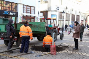 Sadnja novih sadnica lipe