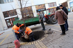 Sadnja novih sadnica lipe