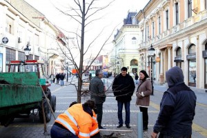 Sadnja novih sadnica lipe