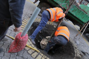 Sadnja novih sadnica lipe