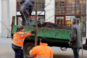 Sadnja novih sadnica lipe