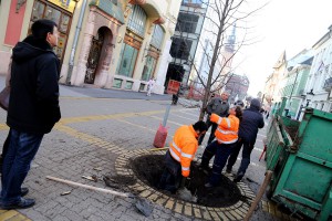 Sadnja novih sadnica lipe