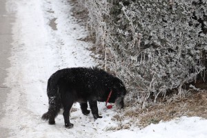 Obilazak prihvatilišta za beskućnike povodom početka rada