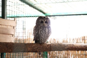 Prihvatilište za divlje životinje