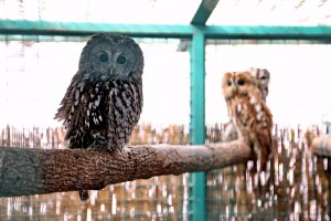 Prihvatilište za divlje životinje