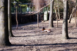 Obilazak Zoo vrta
