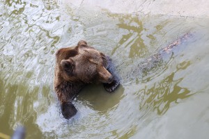 Izložba zaplenjenih artefakata