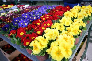 Mlečna pijaca - Cvetni blok