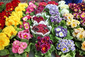 Mlečna pijaca - Cvetni blok