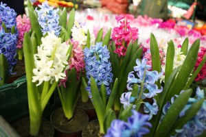 Mlečna pijaca - Cvetni blok