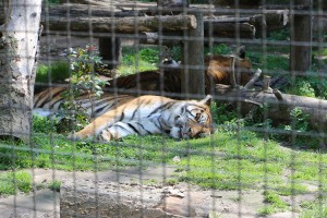 Dodela diploma i zahvalnica u okviru Likovnog konkursa "Mladunče lava"