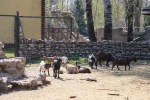 Uređivanje dečjeg igrališta u Zoo vrtu