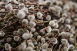 Obilazak Mlečne pijace pred Uskršnje praznike