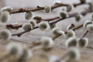 Obilazak Mlečne pijace pred Uskršnje praznike