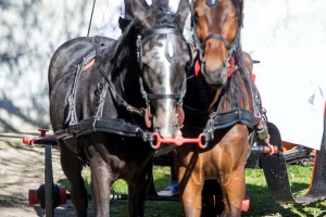 Vodeni ponedeljak u Bajmoku