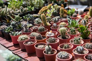 Sajam cveća i sadnica "Garden flora 2019"