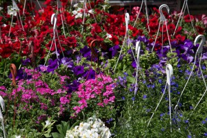 Sajam cveća i sadnica "Garden flora 2019"