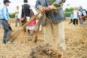 Takmičenje risara u Đurđinu