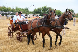 Takmičenje risara u Đurđinu