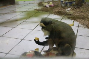 Novi stanovnici ZOO vrta Palić