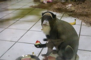 Novi stanovnici ZOO vrta Palić