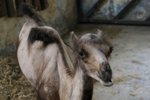 Novi stanovnici ZOO vrta Palić