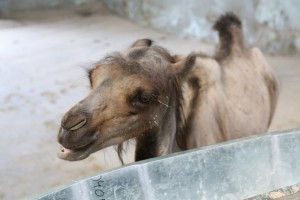 Novi stanovnici ZOO vrta Palić
