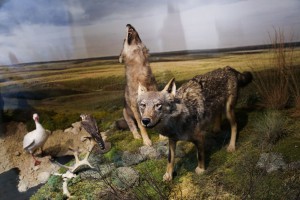 Priroda i čovek – Stalna postavka Prirodnjačkog odeljenja