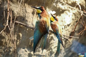 Priroda i čovek – Stalna postavka Prirodnjačkog odeljenja