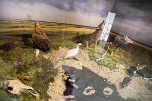 Priroda i čovek – Stalna postavka Prirodnjačkog odeljenja