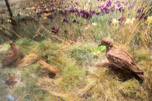 Priroda i čovek – Stalna postavka Prirodnjačkog odeljenja