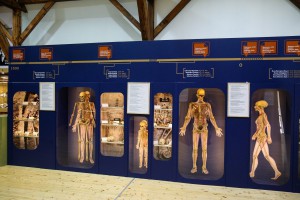 Priroda i čovek – Stalna postavka Prirodnjačkog odeljenja