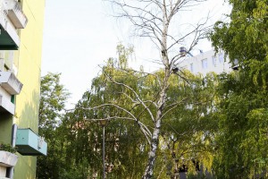 Komunalni problemi u ulici Osmog marta