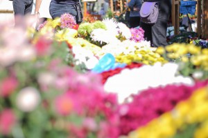 Jesenji sajam cveća "Garden flora"