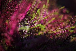 Jesenji sajam cveća "Garden flora"