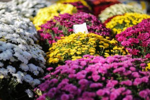 Jesenji sajam cveća "Garden flora"