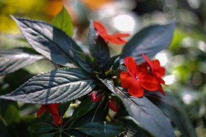 Jesenji sajam cveća "Garden flora"