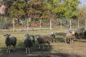 Ministar Nedimović i gradonačelnik Laban u poseti poljoprivrednim gazdinstvima