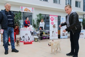 Izbor za najlepše pse i mačke Subotice