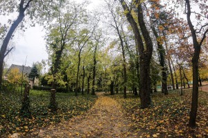 Obilazak lokacije na kojoj je predviđena seča bolesnog drveća